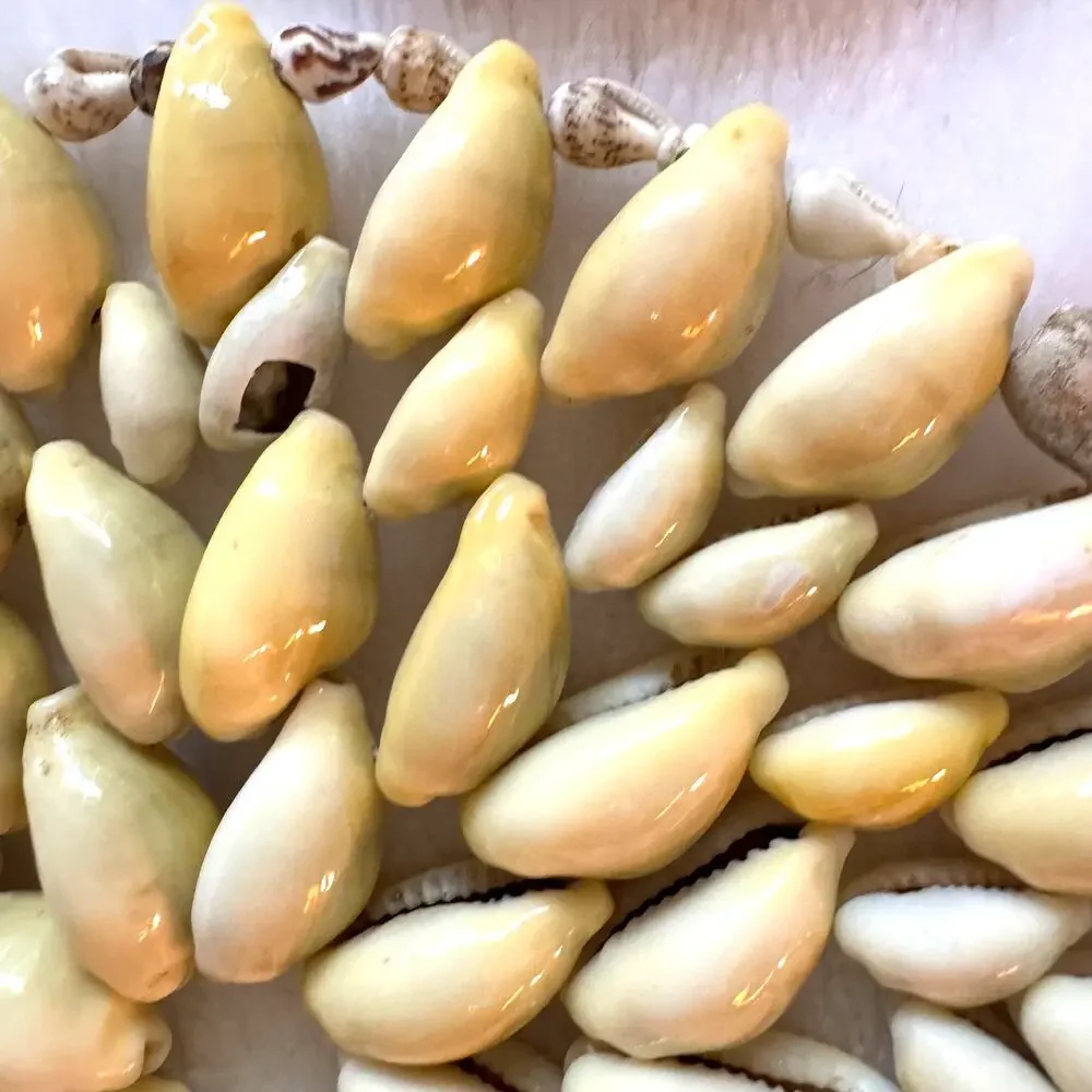 Set of Six Vintage Beige Sea Shell 5